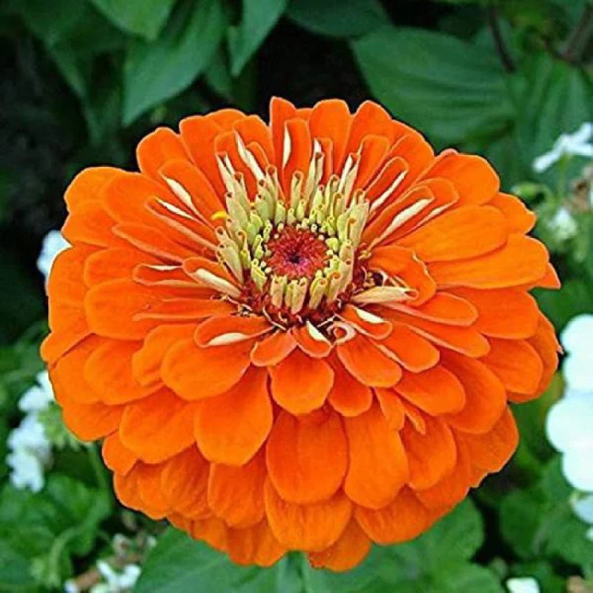 Orange Anthemoides flower seeds