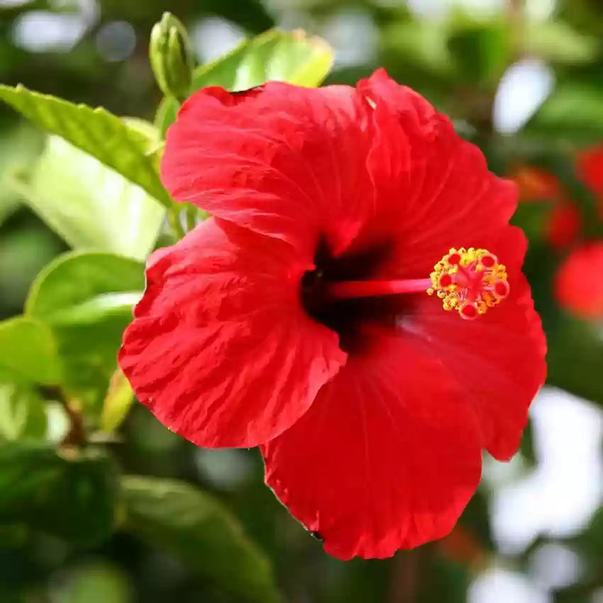 Red Hibiscus flower seeds