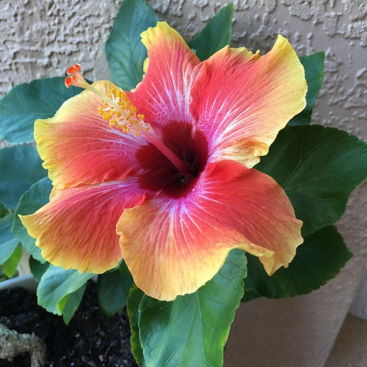 Hibiscus flower seeds