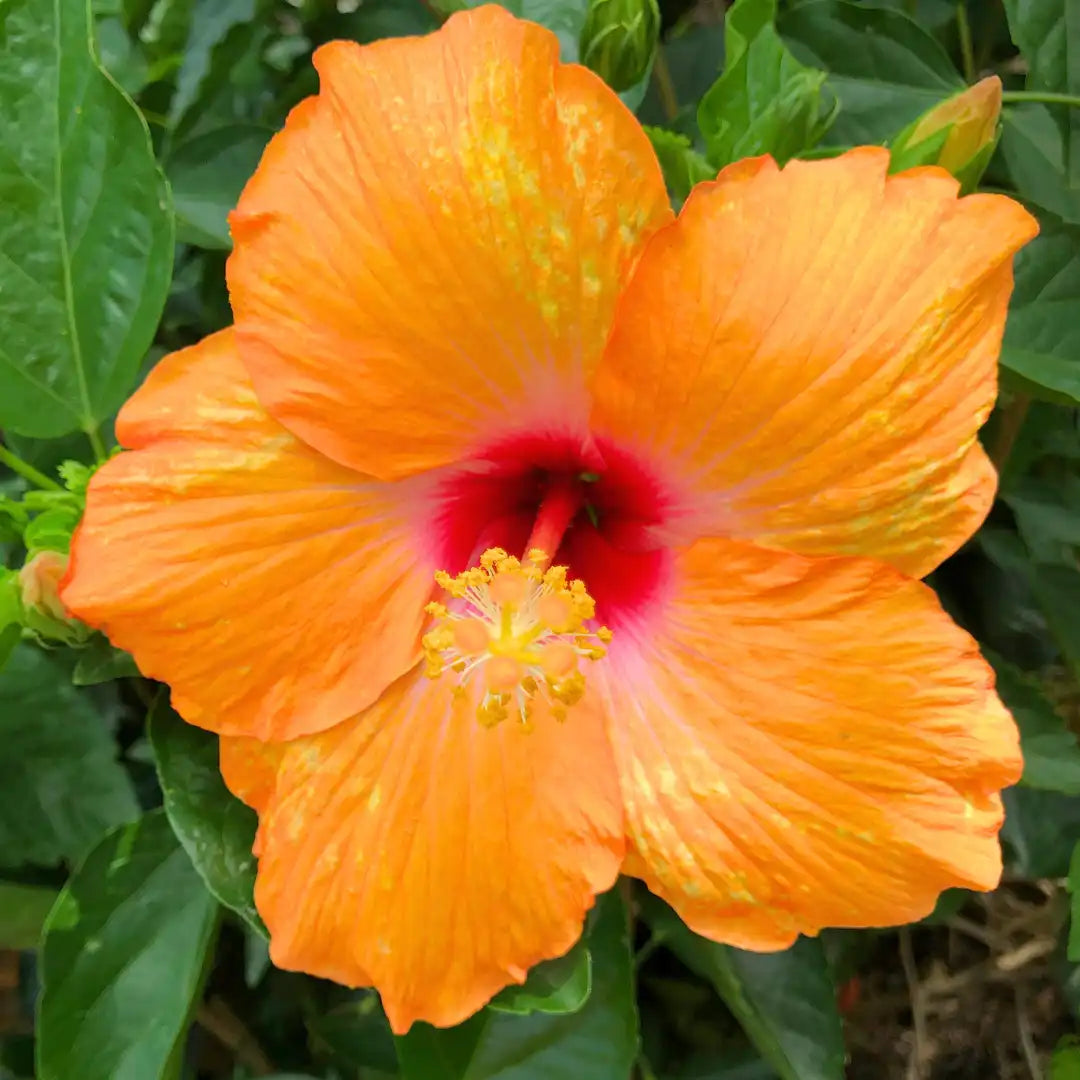Orange Hibiscus flower seeds