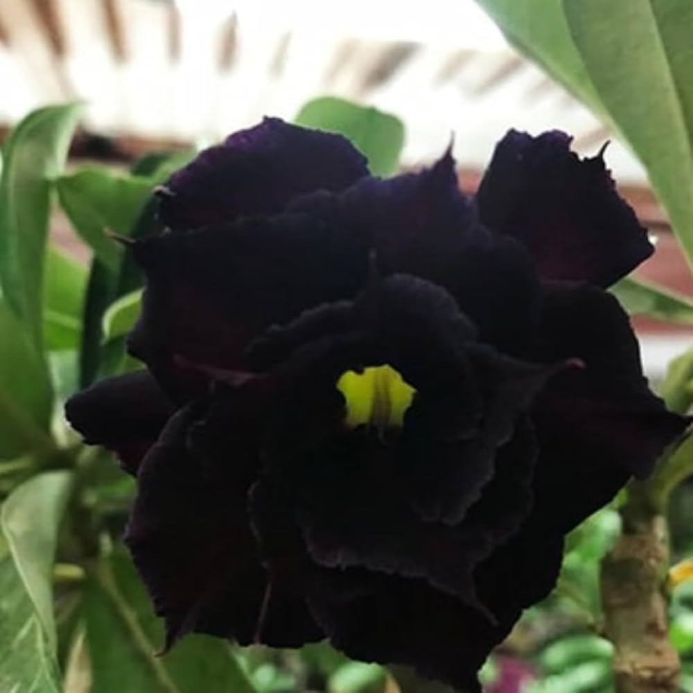 Black Adenium flower seeds