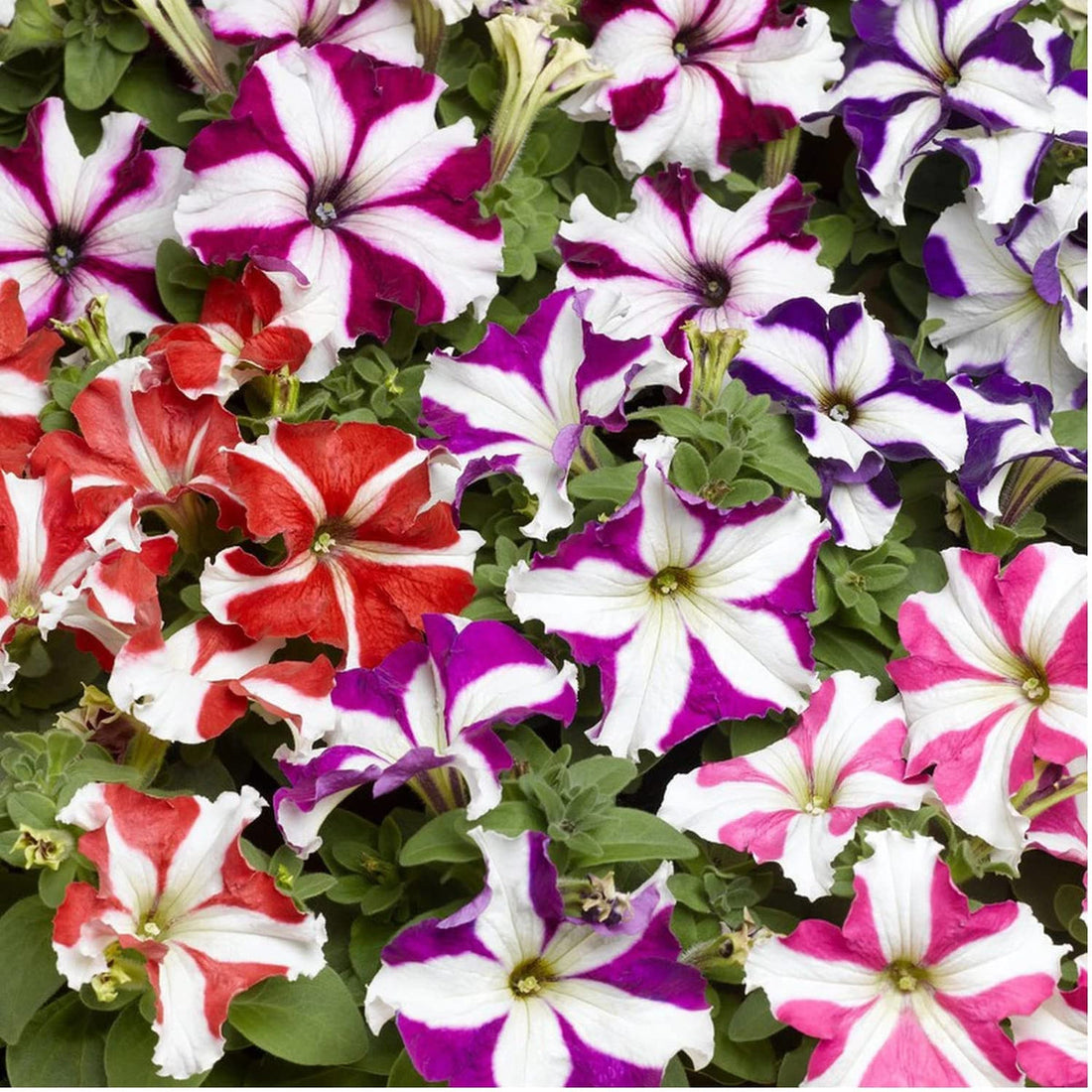 Pelleted Petunia flower seeds