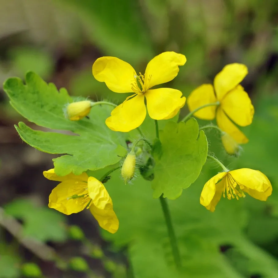 Celidonia flower seeds