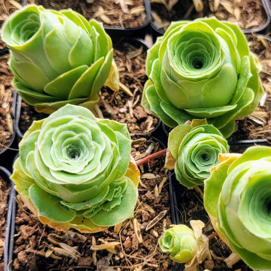 Aamish Succulent flower seeds