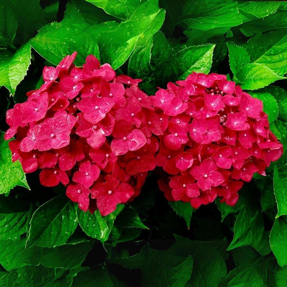 Red Hydrangea flower seeds