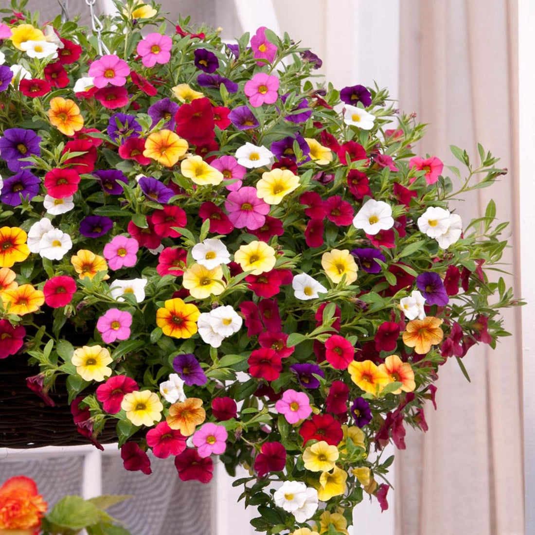 Calibrachoa flower seeds