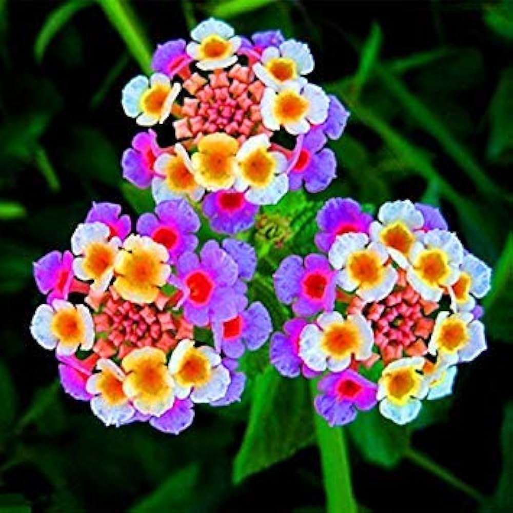 Colors flower seeds
