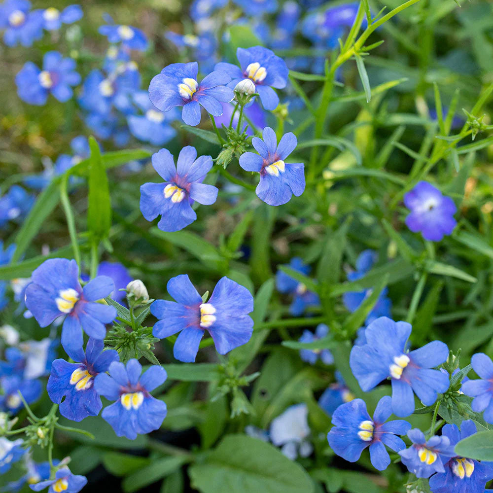 Blue Nemesia flower seeds