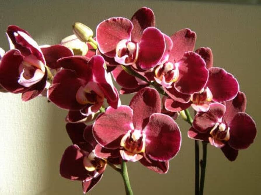 Maroon Phalaenopsis flower seeds