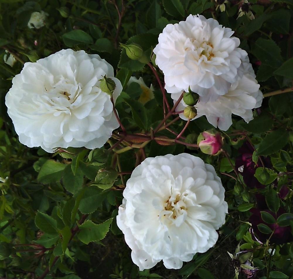 Polyantha Rose flower seeds