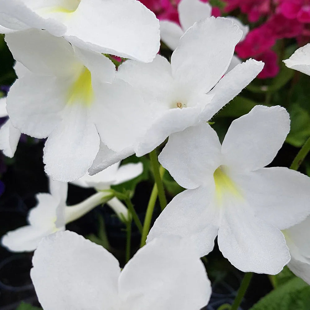 Streptocarpus flower seeds