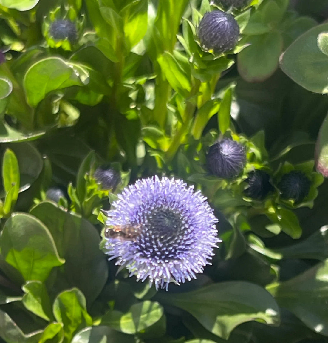 Globularia flower seeds