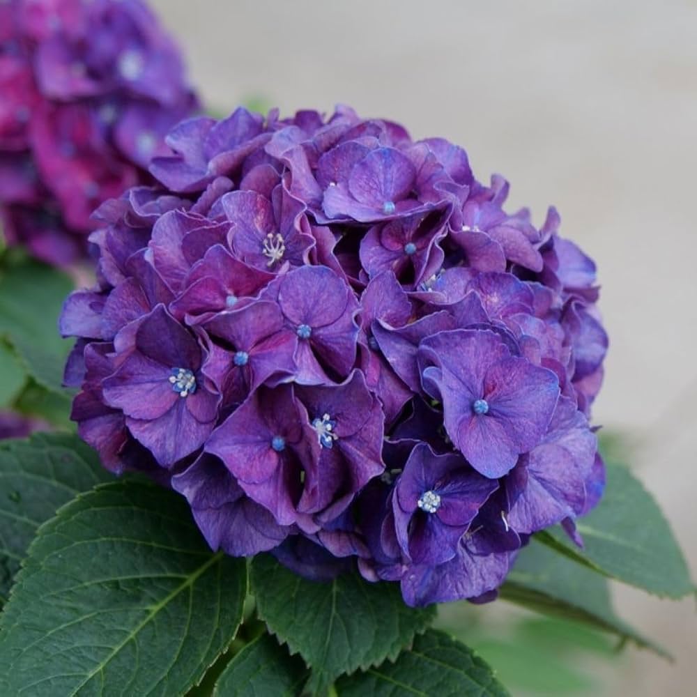 Purple Hydrangea flower seeds