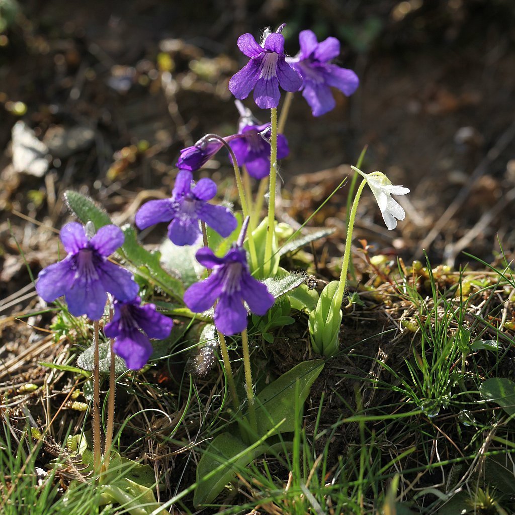 Blue Butterwort flower seeds
