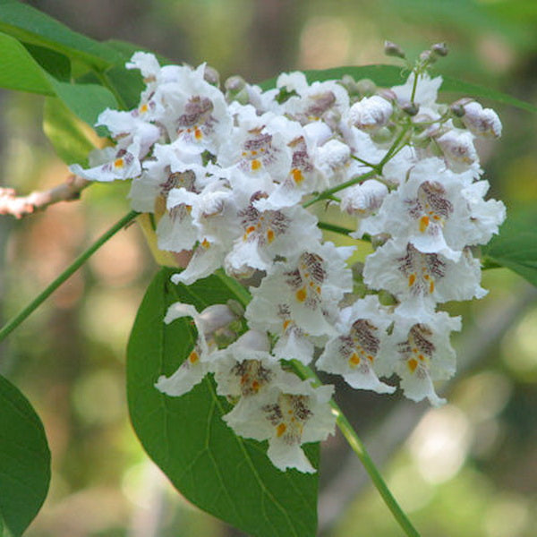 White Catalpa flower seeds