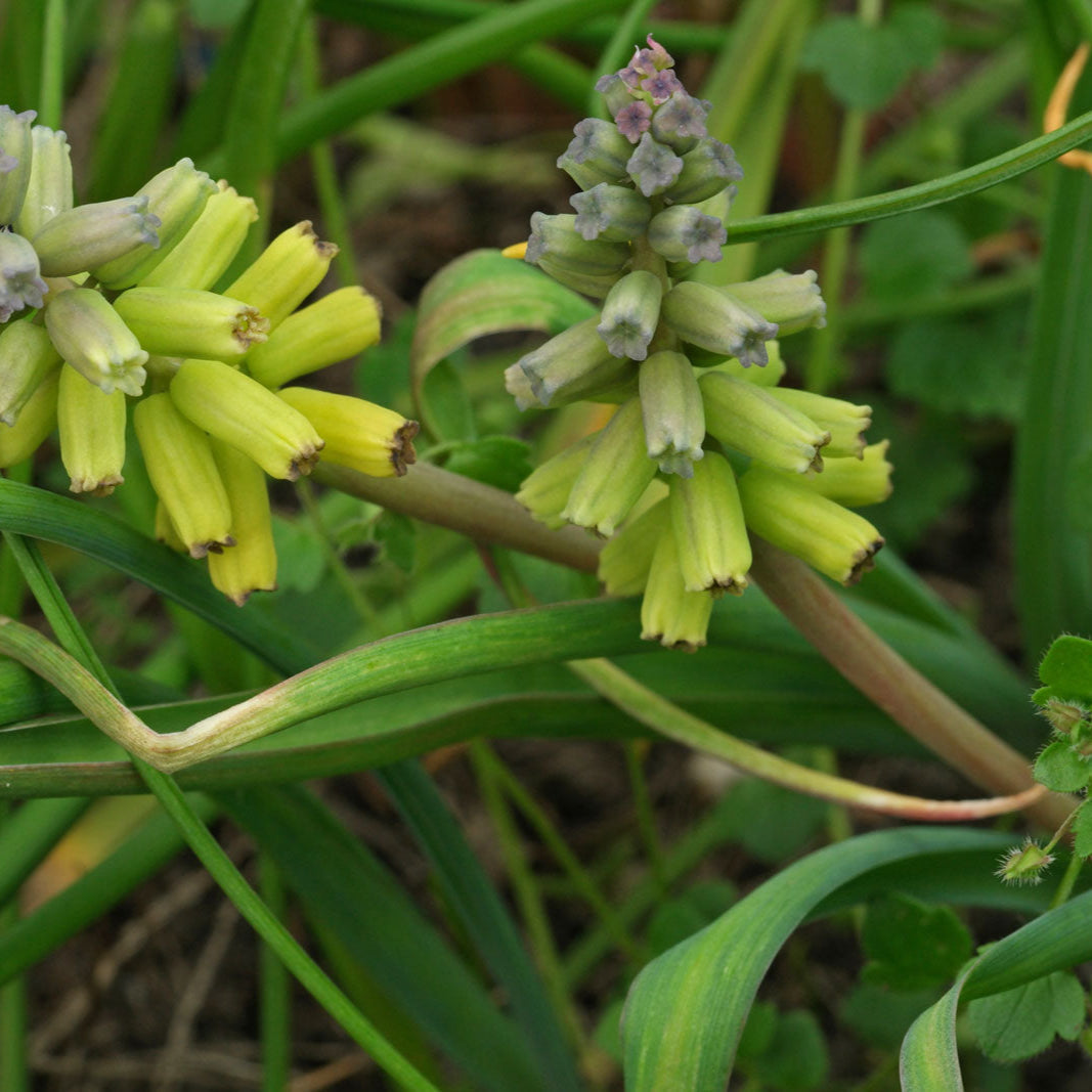 Macrocarpum flower seeds