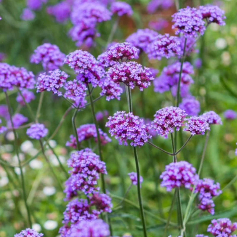 Purple Verbena flower seeds