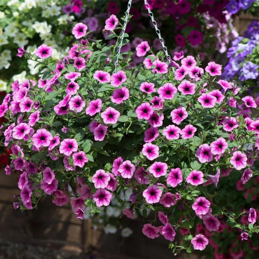 Surfinia flower seeds