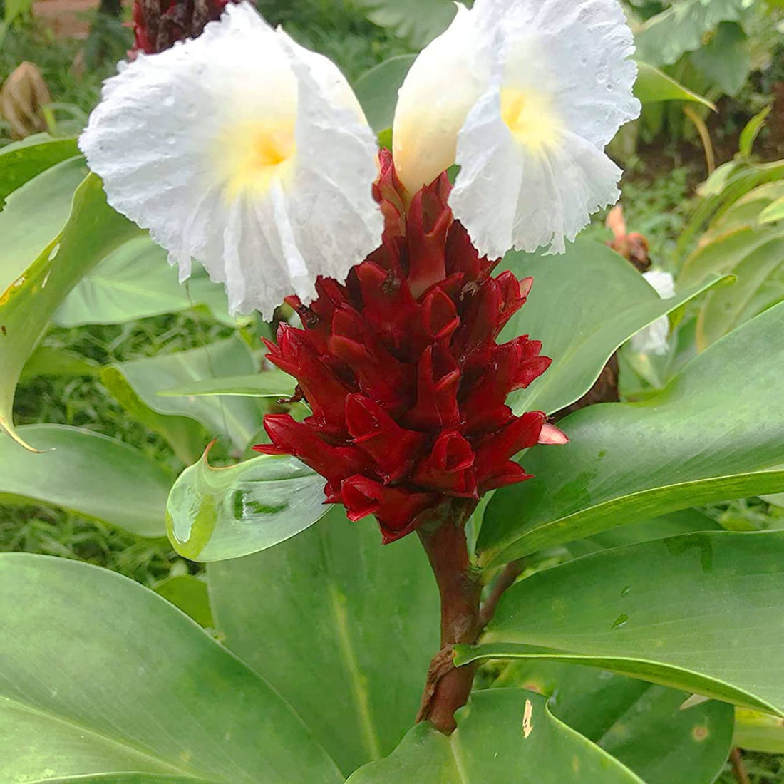 Costus Speciosus flower seeds