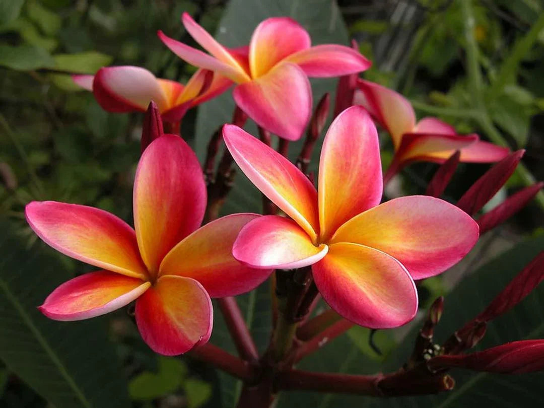 Pink White flower seeds
