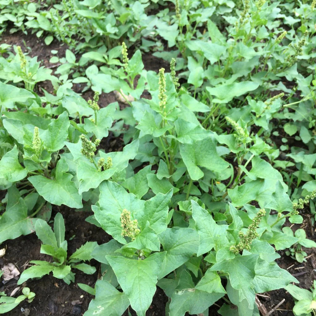 Green Henry flower seeds