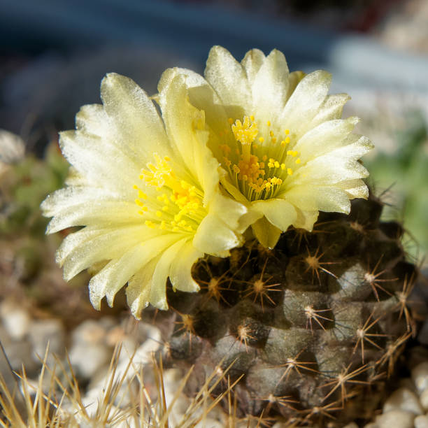 Copiapoa flower seeds