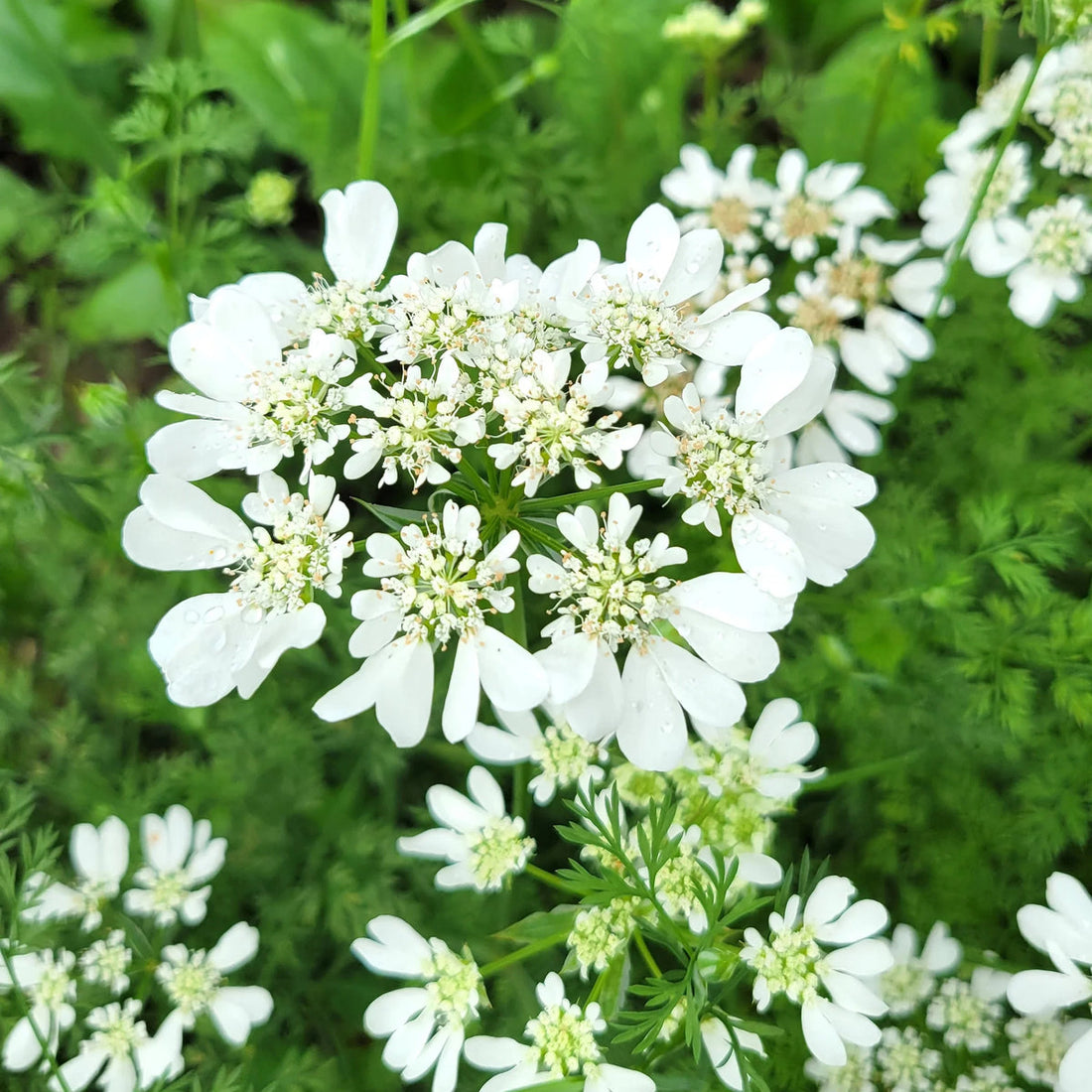 White Orlaya flower seeds