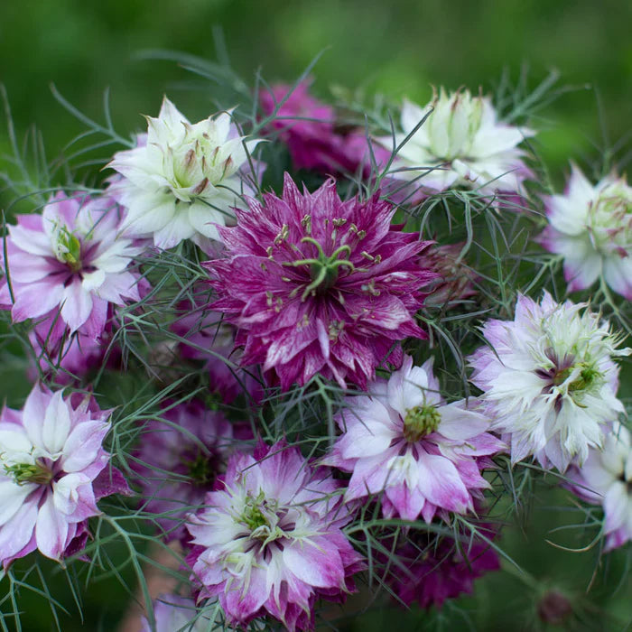 Nigella Damascena flower seeds