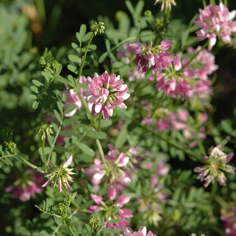 Crown Vetch flower seeds