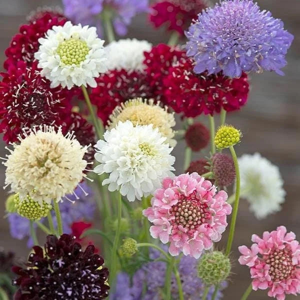 Scabiosa flower seeds