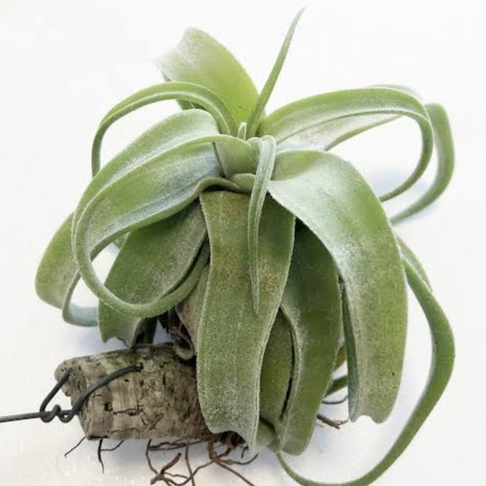 Green Tillandsia flower seeds