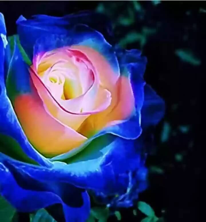 Blue Cream Rosa plant