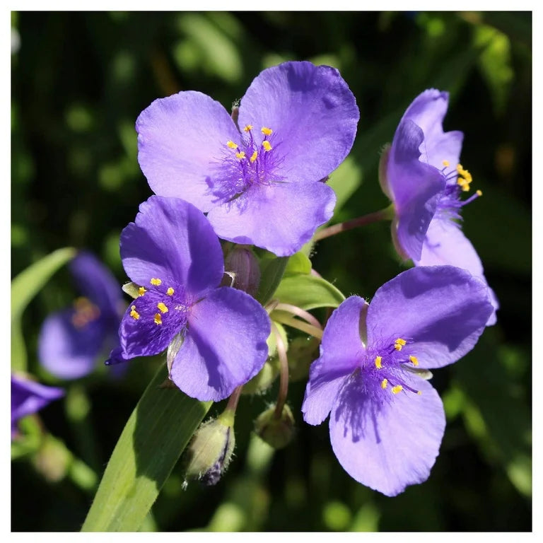 Spiderwort Shimmer flower seeds