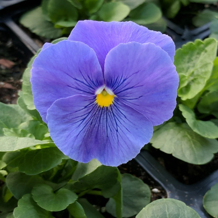Blue Pansy plant