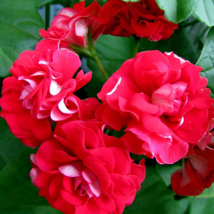 Double Impatiens plant