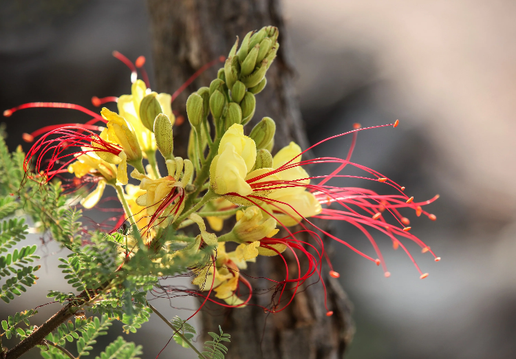 Bird of Paradise plant