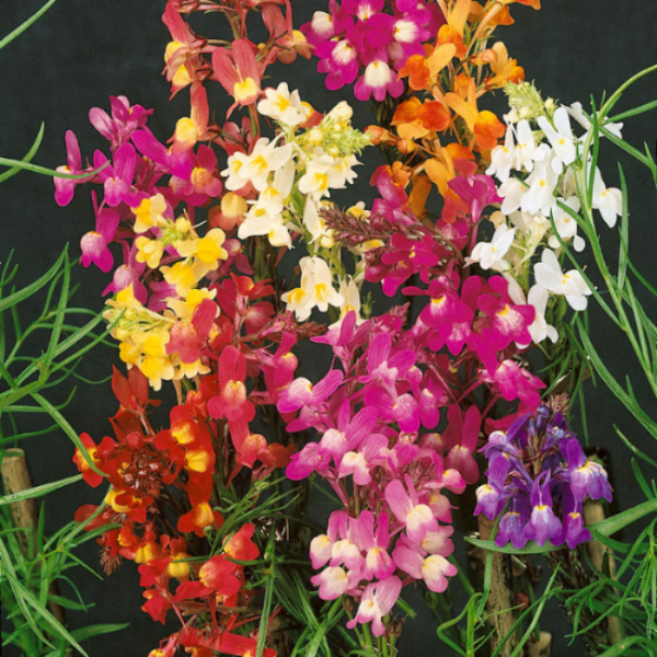 Annual Wild Toadflax plant
