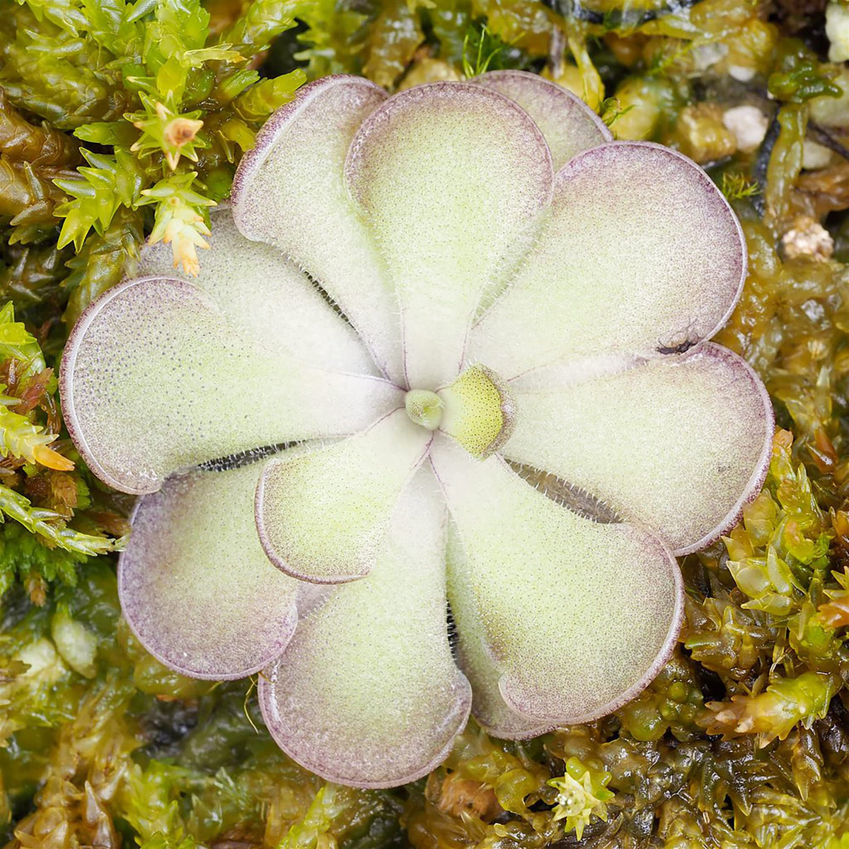 Cyclosecta Pinguicula plant