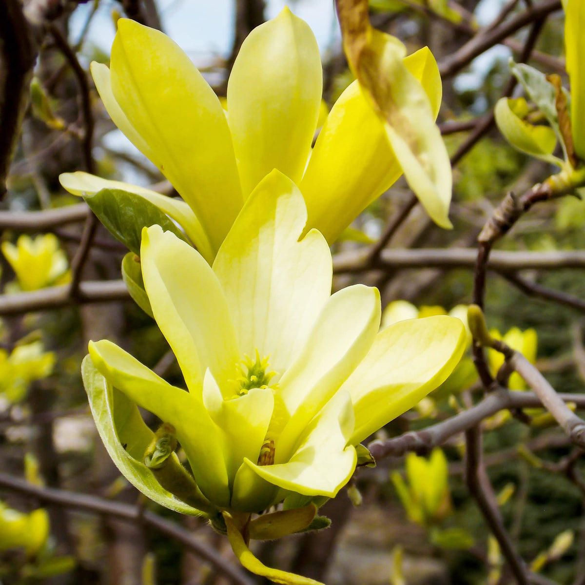 Butterfly Magnolia plant