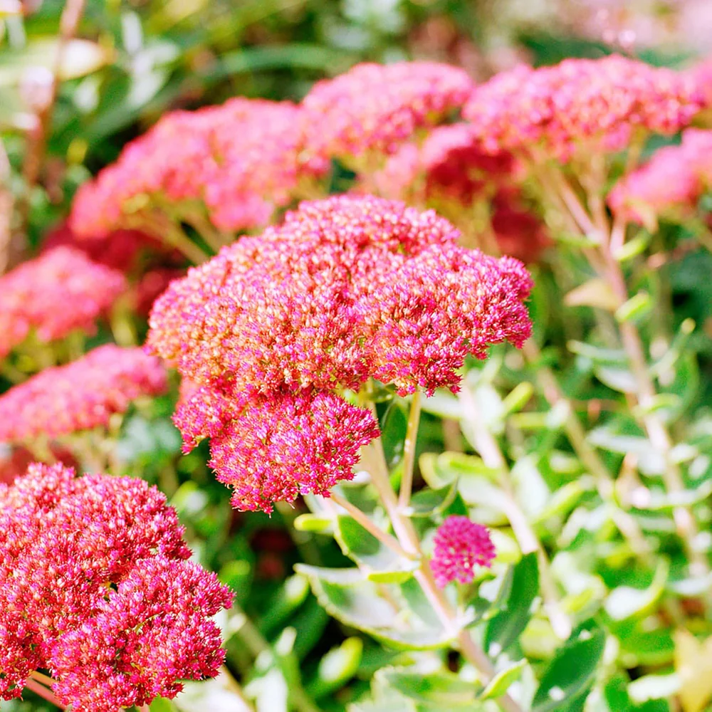 Sedum flower seeds
