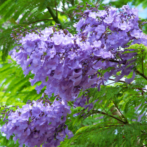 Mimosifolia Jacaranda plant