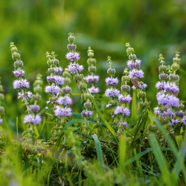 Perennial Pennyroyal plant