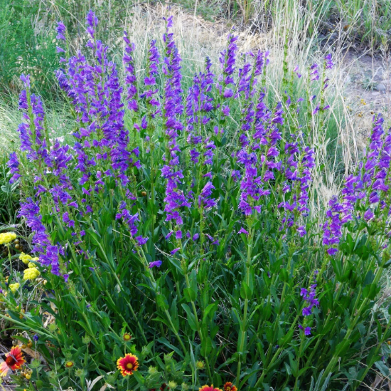 Beardtongue Penstemon Strictus plant