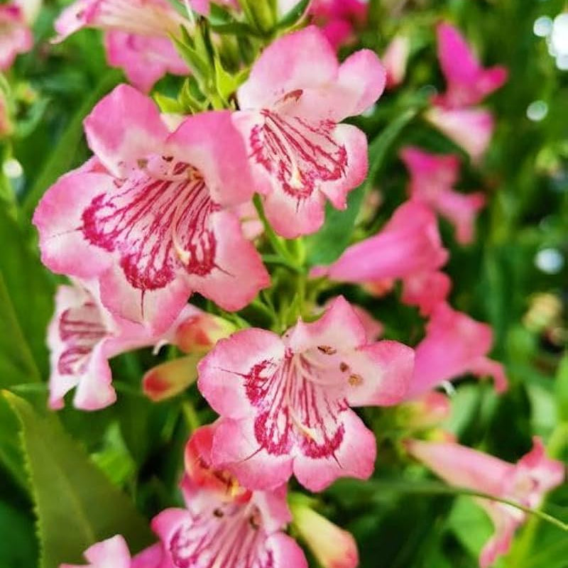 Pink Penstemon plant