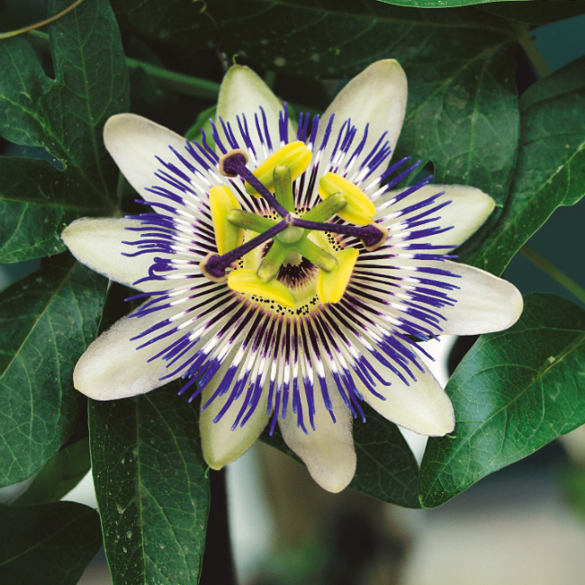 Flowering Vine Passion plant