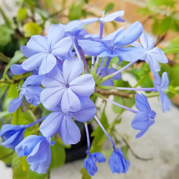 Blue Plumbago plant