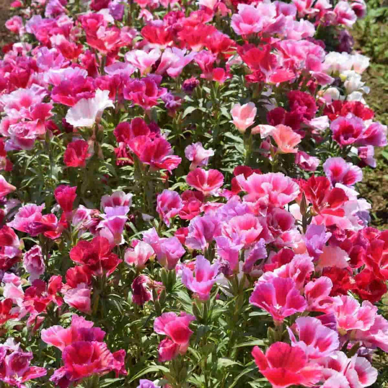 Mixed Azalea Godetia Flower Seeds for Planting – Heirloom Non-GMO Garden Seeds