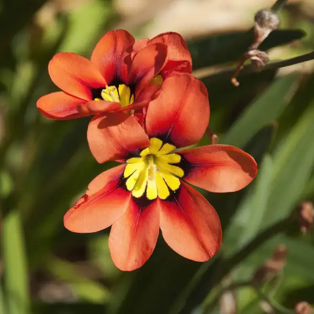 Orange Sparaxis Tricolor plant