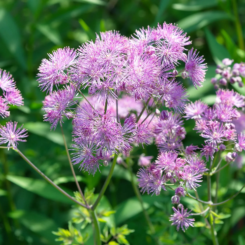 Aquilegifolium Meadow Rue plant