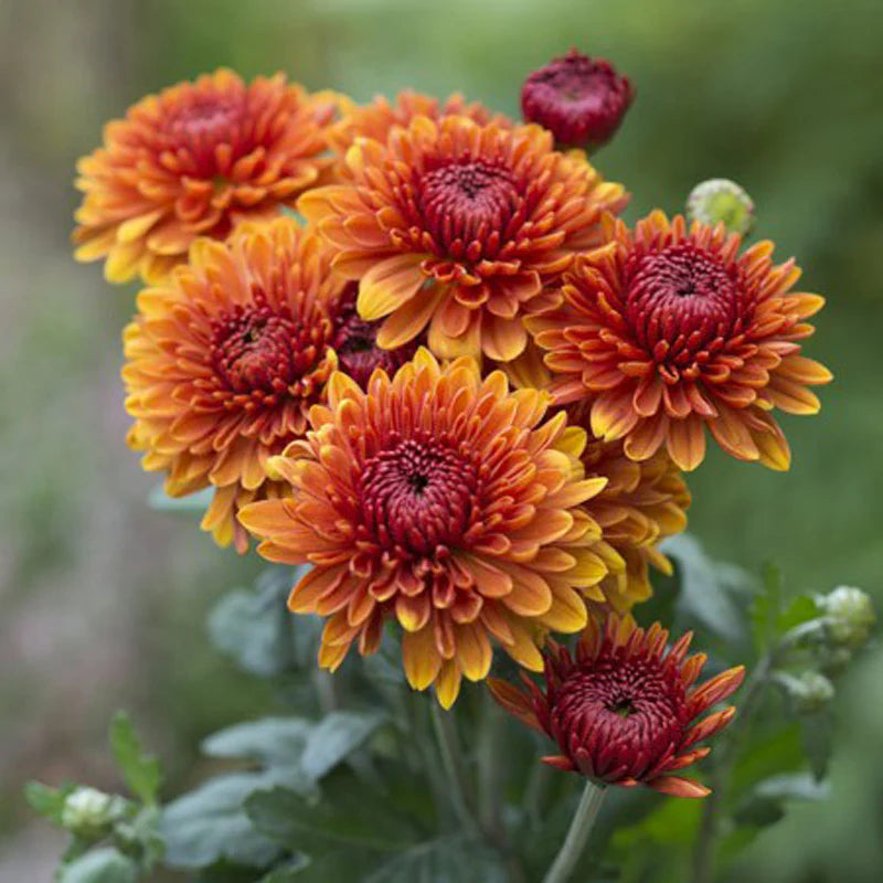 Light Orange flower seeds